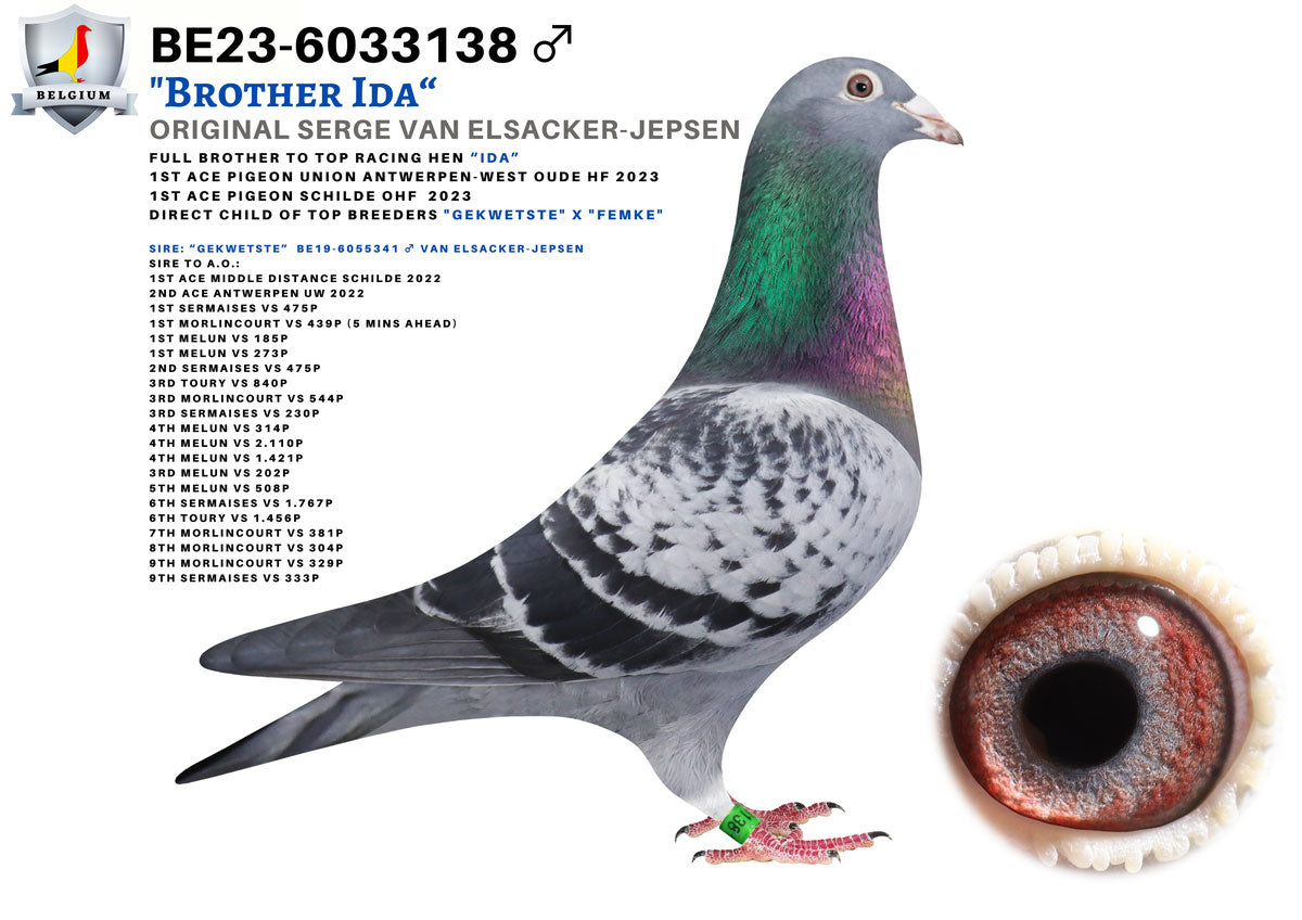 25-CBS-762 Blue Splash Hen. The best of Serge Van Elsacker