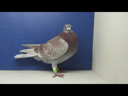 23-CBS-611 RC C